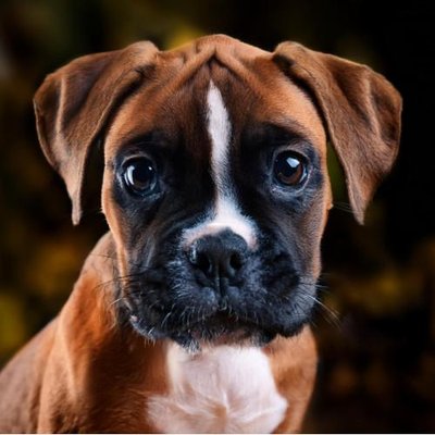 Boxer - photo 11