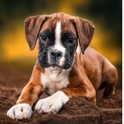 Boxer - photo 9