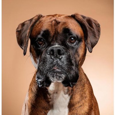 Boxer - photo 13