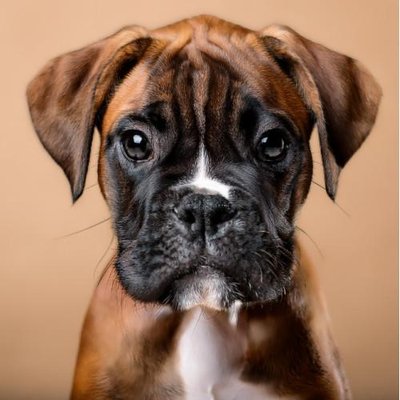 Boxer - photo 12