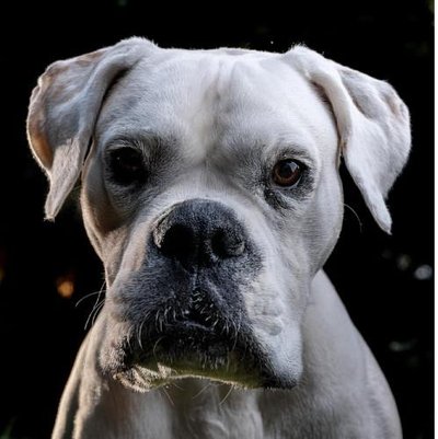 Boxer - photo 15