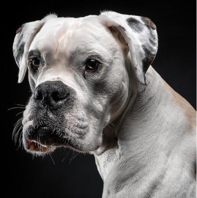 Boxer - photo 14