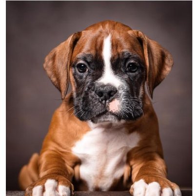 Boxer - photo 16