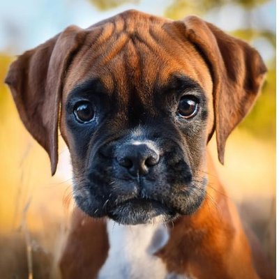 Boxer - photo 17