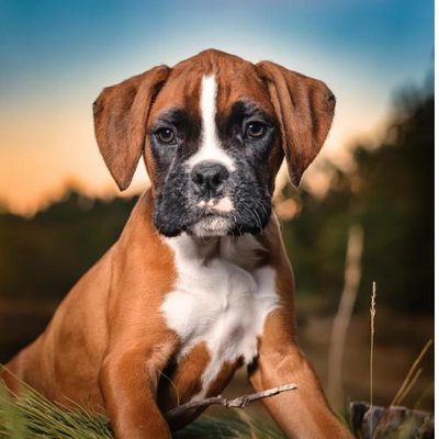 Boxer - photo 18