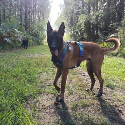 Malinois - photo 17