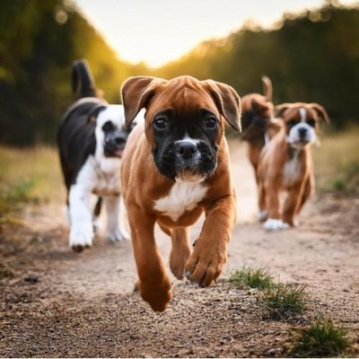 Boxer - photo 20