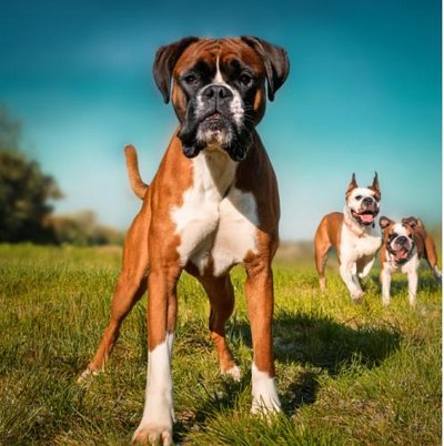 Boxer - photo 21