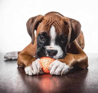 Boxer - photo 22