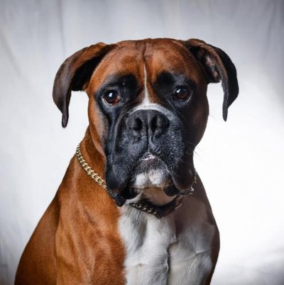 Boxer - photo 23