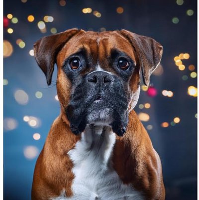 Boxer - photo 24