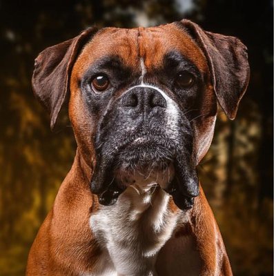 Boxer - photo 25