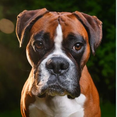 Boxer - photo 27