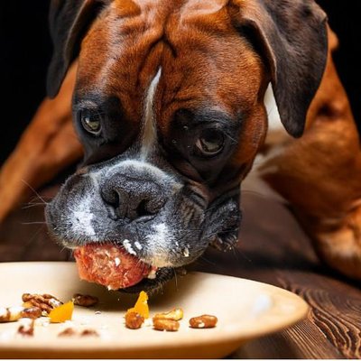 Boxer - photo 8