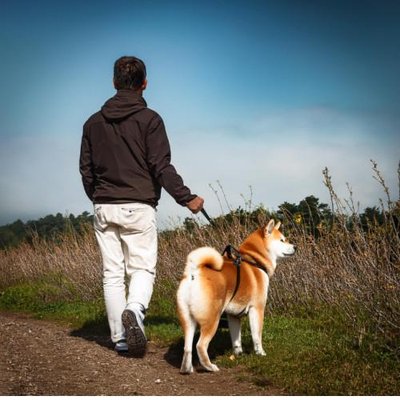 Shiba Inu - photo 15