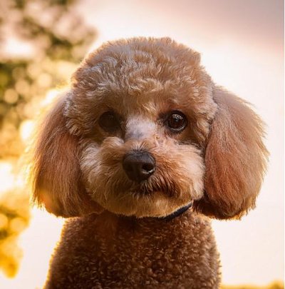 Caniche - photo 1