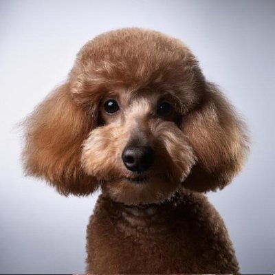 Caniche - photo 3
