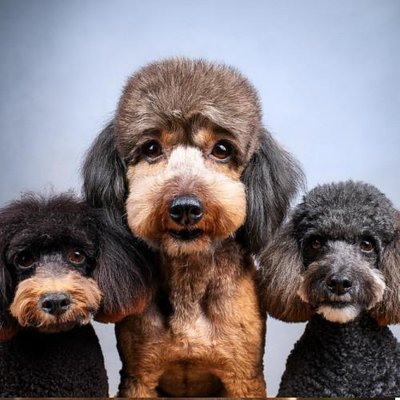 Caniche - photo 5