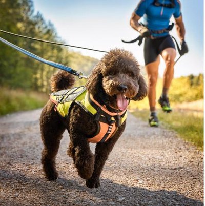Caniche - photo 10