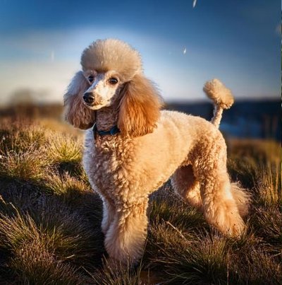 Caniche - photo 24