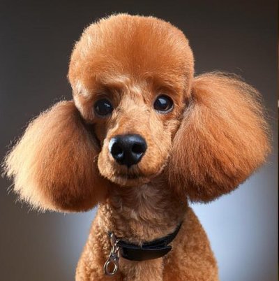 Caniche - photo 8