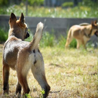 Malinois - photo 20