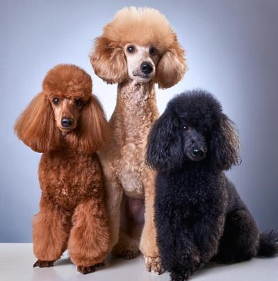 Caniche - photo 14