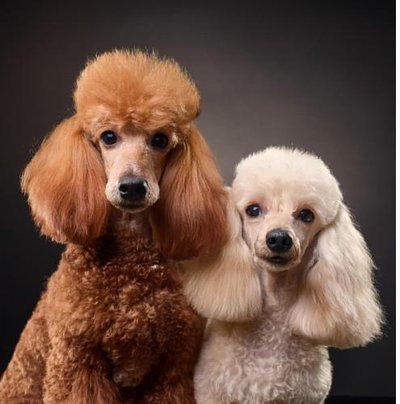 Caniche - photo 16