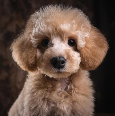 Caniche - photo 15