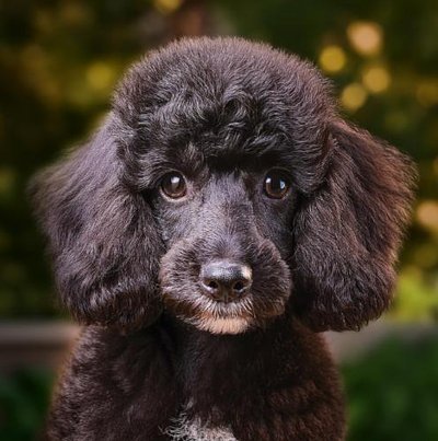 Caniche - photo 17