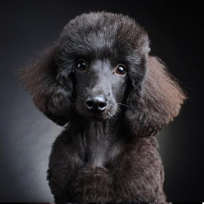 Caniche - photo 18