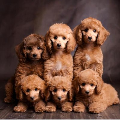Caniche - photo 19