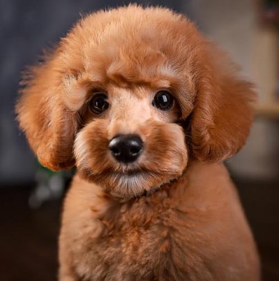 Caniche - photo 20