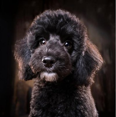 Caniche - photo 21