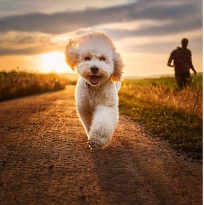 Caniche - photo 22