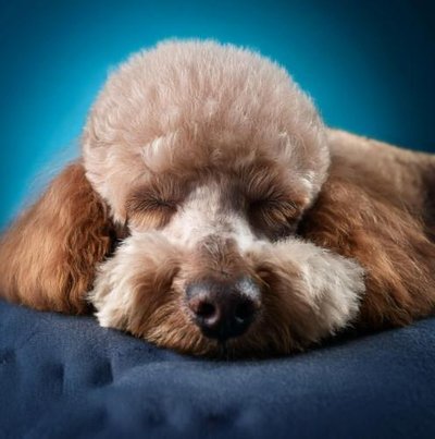 Caniche - photo 25