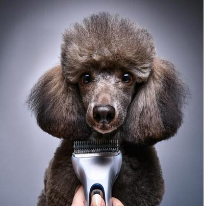 Caniche - photo 26