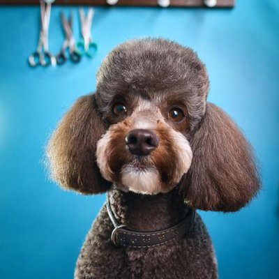 Caniche - photo 27