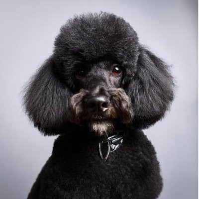 Caniche - photo 28