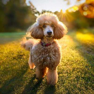 Caniche - photo 29