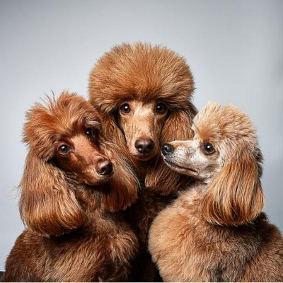 Caniche - photo 36