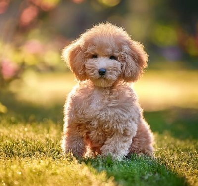 Caniche - photo 33