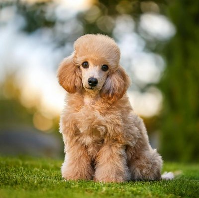 Caniche - photo 34