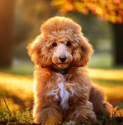 Caniche - photo 35