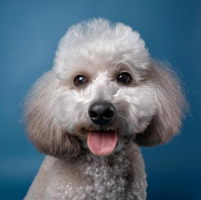 Caniche - photo 4