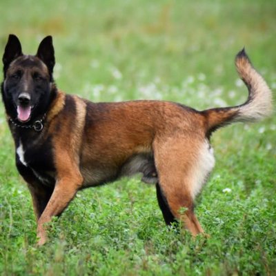 Malinois - photo 22