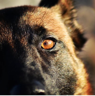 Malinois - photo 21