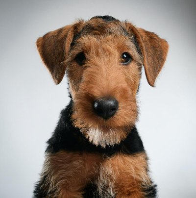Airedale Terrier - photo 1