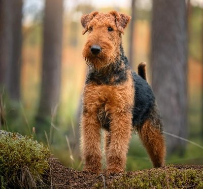 Airedale Terrier - photo 2