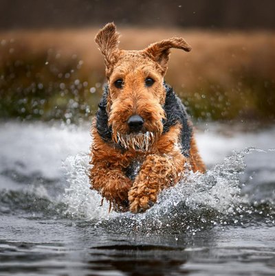 Airedale Terrier - photo 3